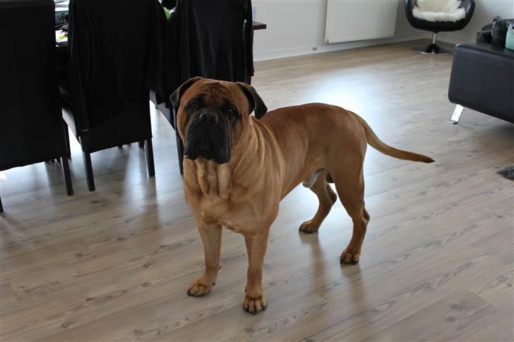 Bullmastiff Simba - April 2011 billede 4