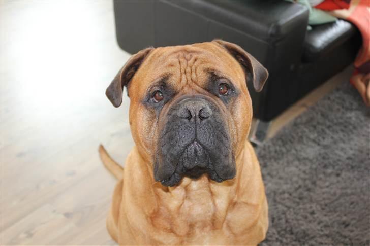 Bullmastiff Simba - April 2011 billede 5