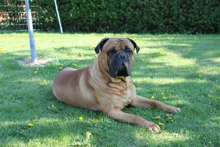 Bullmastiff Simba - April 2011 billede 6