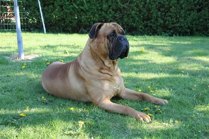 Bullmastiff Simba - April 2011 billede 7