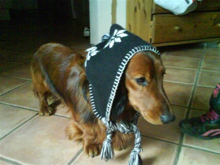 Gravhund Gustav billede 10