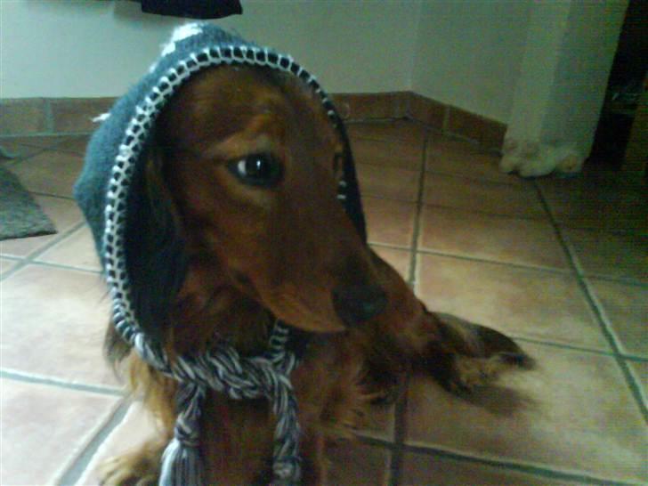 Gravhund Gustav billede 11