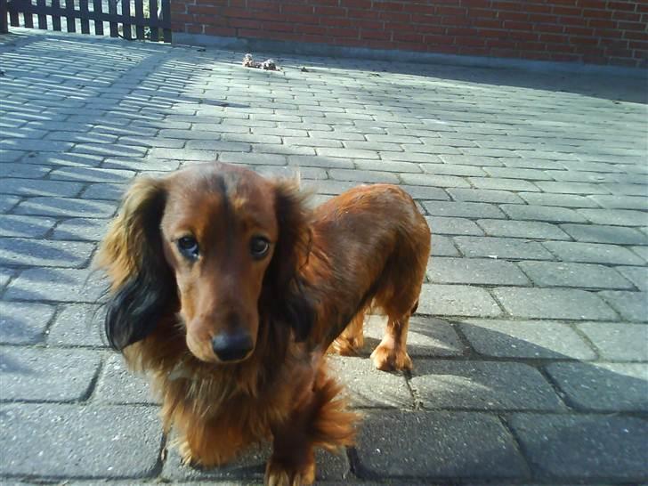 Gravhund Gustav billede 12