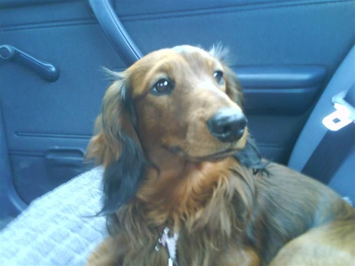 Gravhund Gustav billede 13