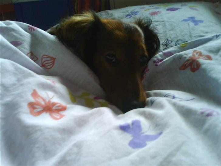 Gravhund Gustav billede 14