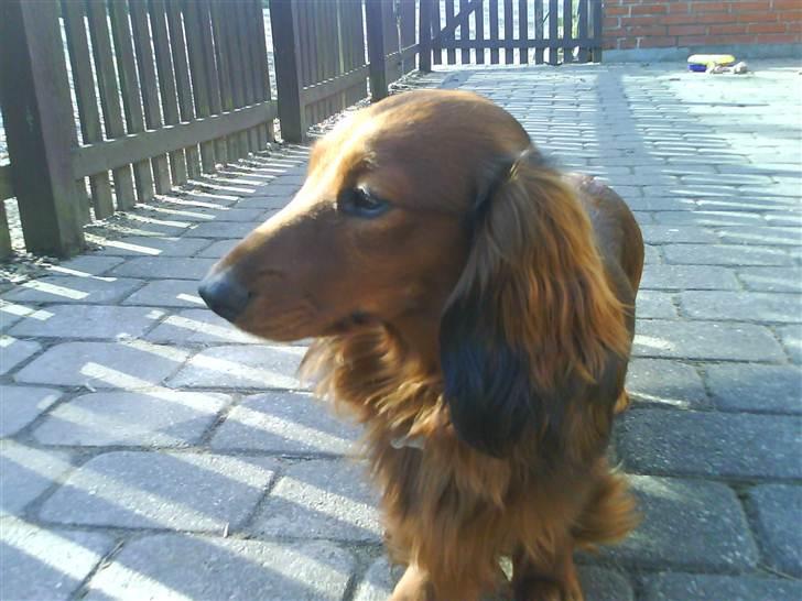 Gravhund Gustav billede 15