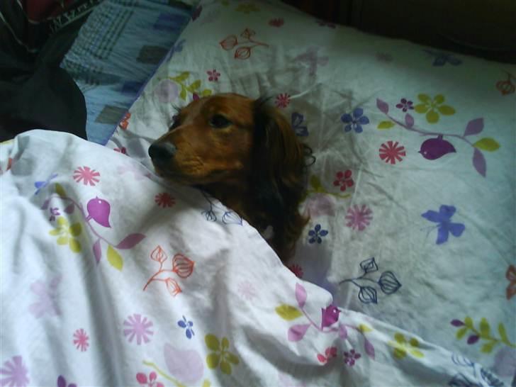 Gravhund Gustav billede 16