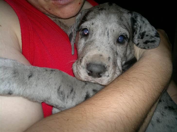 Grand danois Cognac - på armene af min nye far billede 16