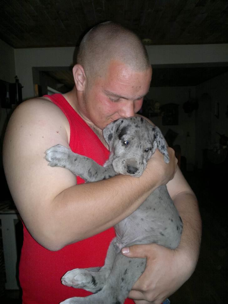 Grand danois Cognac - på armene af min nye far billede 7