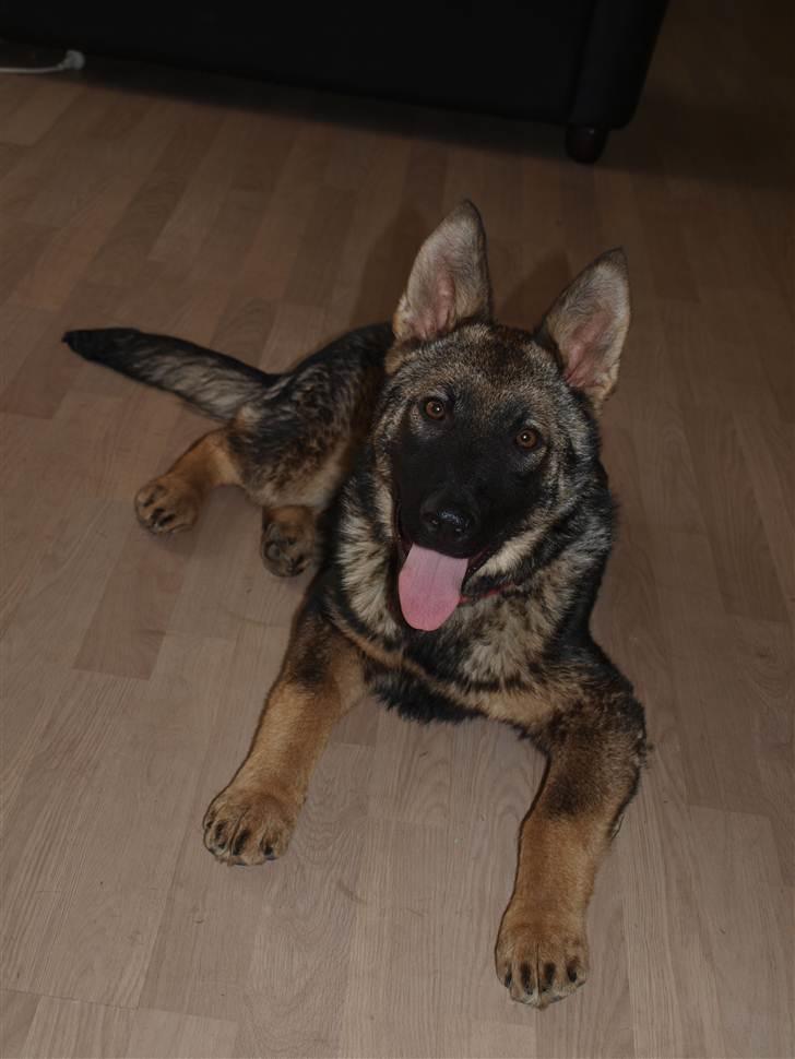 Schæferhund Hedegård's Qinky billede 13
