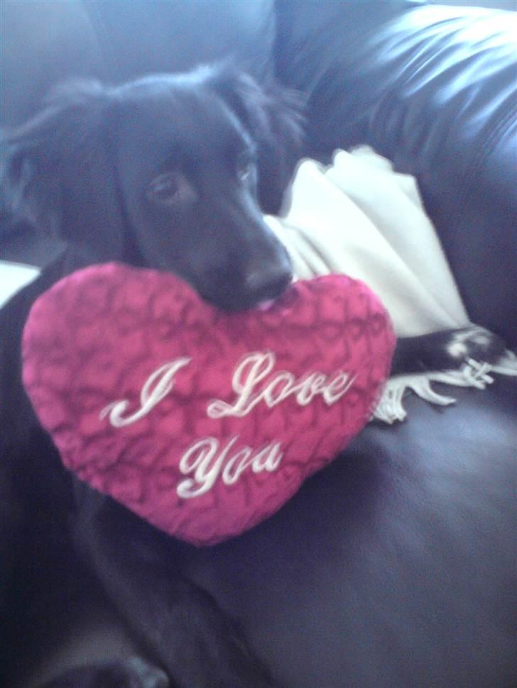 Blanding af racer Sasja billede 1