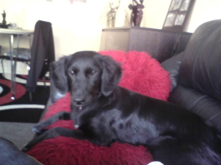 Blanding af racer Sasja billede 2