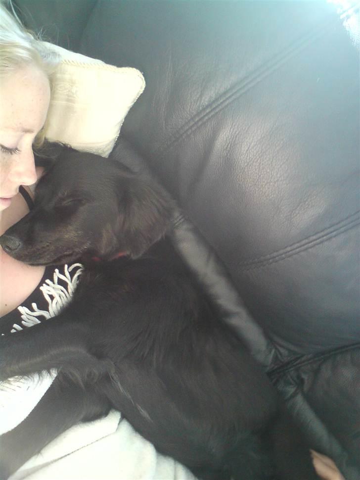 Blanding af racer Sasja billede 3