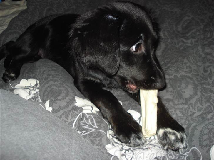 Blanding af racer Sasja billede 4