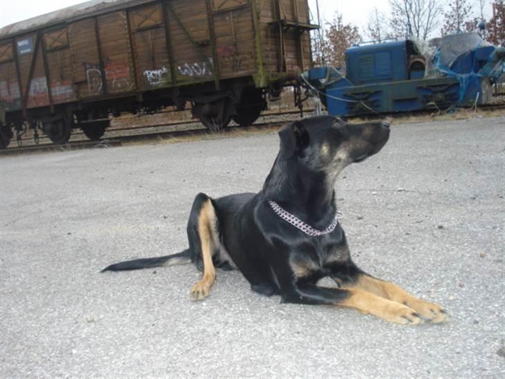 Blanding af racer Sica - Her er jeg næsten 1 år (:  billede 12