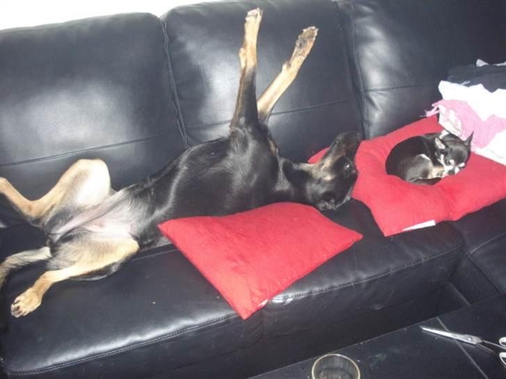 Blanding af racer Sica - Min ynglings sovemåde (: billede 13