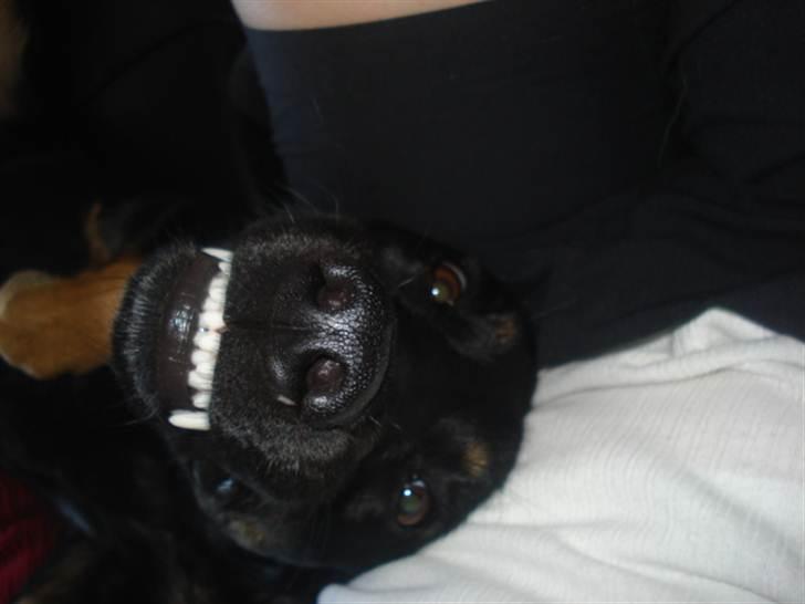 Blanding af racer Sica - Smiiiiil . - smil til verden, så smiler verden til dig ! :) billede 14