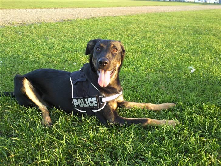 Blanding af racer Sica billede 15