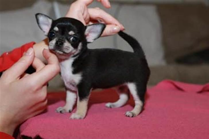 Chihuahua Pini (your beautifull) R.I.P ! :( - Her er jeg helt lille, og bor stadig hos min gamle ejer (:  billede 1