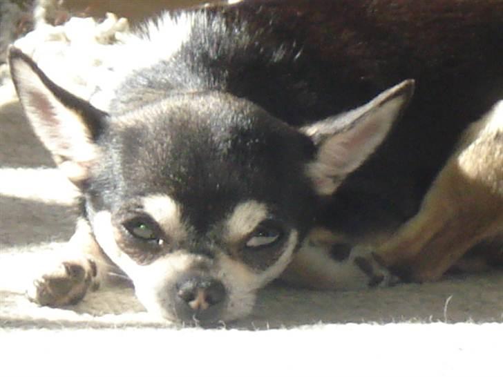 Chihuahua Pini (your beautifull) R.I.P ! :( - Jeg elsker at tage sol - ligesom min mor :) billede 2