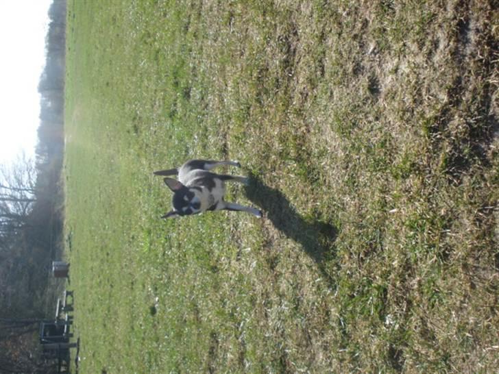 Chihuahua Pini (your beautifull) R.I.P ! :( - her er jeg ude og bade med min mor, min søster, svoger + menneskerne . men jeg kan absolut ikke lide at bade (: billede 3