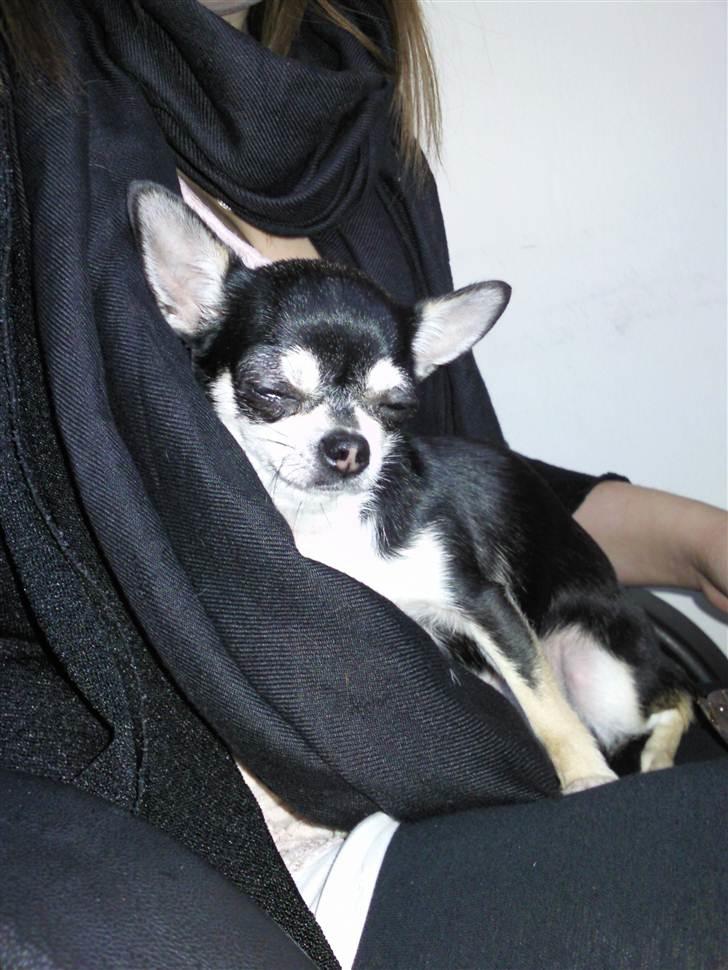 Chihuahua Pini (your beautifull) R.I.P ! :( - Det her er min første dag hjemme ved Min mor og far.. De er de bedste :)  billede 4