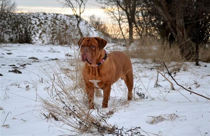 Dogue de bordeaux Bella - Smukke Bella på stranden...  ca.17mdr. billede 16