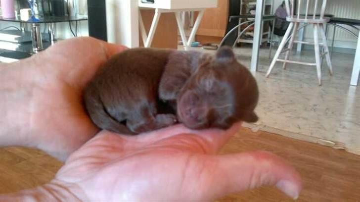 Chihuahua Enzo billede 1