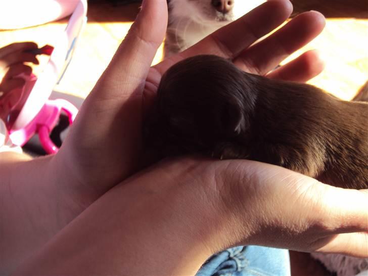 Chihuahua Enzo billede 2