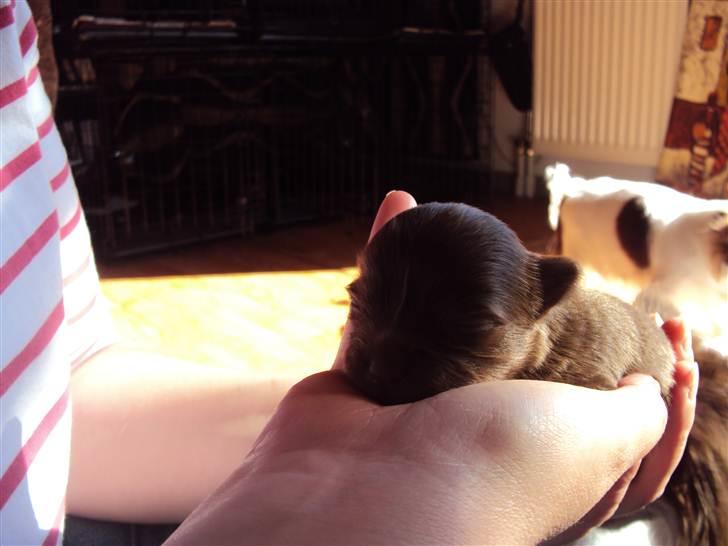 Chihuahua Enzo billede 3