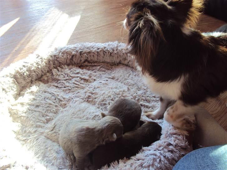 Chihuahua Enzo billede 4