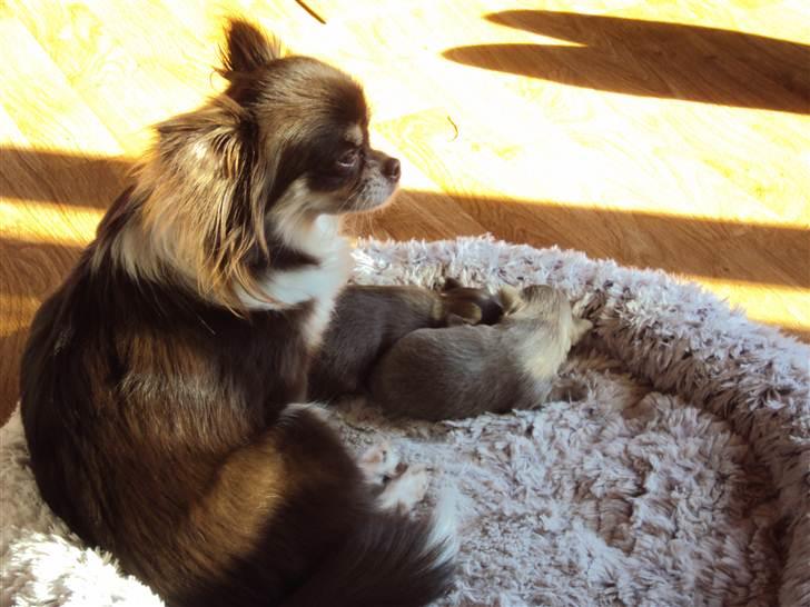 Chihuahua Enzo billede 5