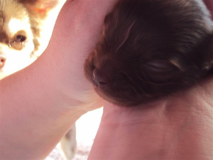 Chihuahua Enzo billede 6