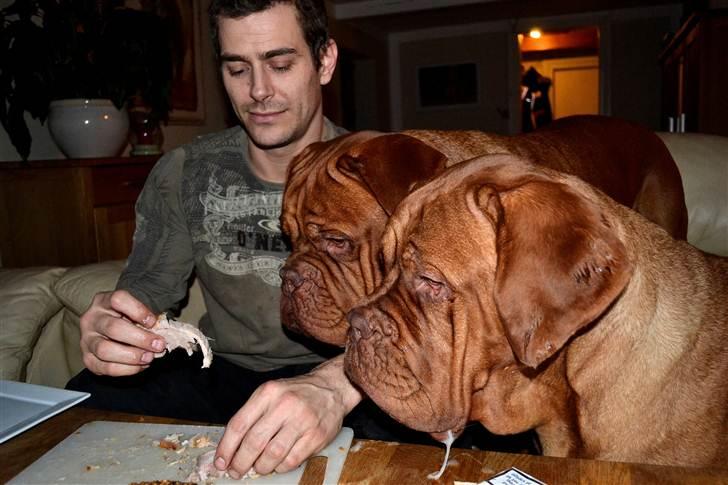 Dogue de bordeaux Rosco - Rosco´s 3 års fødselsdag.. Bliver selvfølgelig fejret med hans livret flæskesteg...  Og lagkage til dessert <3 billede 19