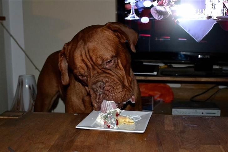 Dogue de bordeaux Rosco - Rosco´s 3 års fødselsdag.. Bliver selvfølgelig fejret med hans livret flæskesteg...  Og lagkage til dessert <3 billede 20