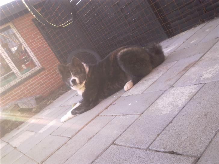 Akita inu Emiko/Miko billede 17