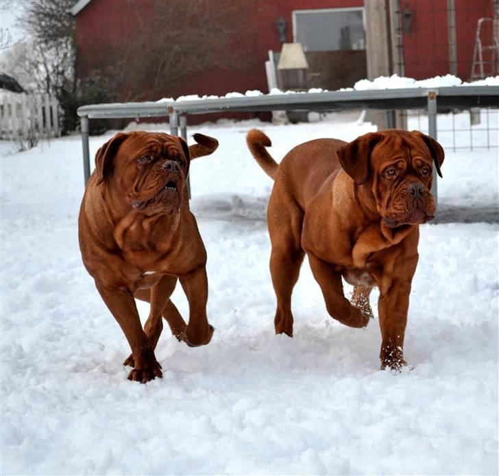 Dogue de bordeaux Ebony - The "Dream Team"  Ebony ca.20 mdr. og Simba ca.18 mdr. billede 11