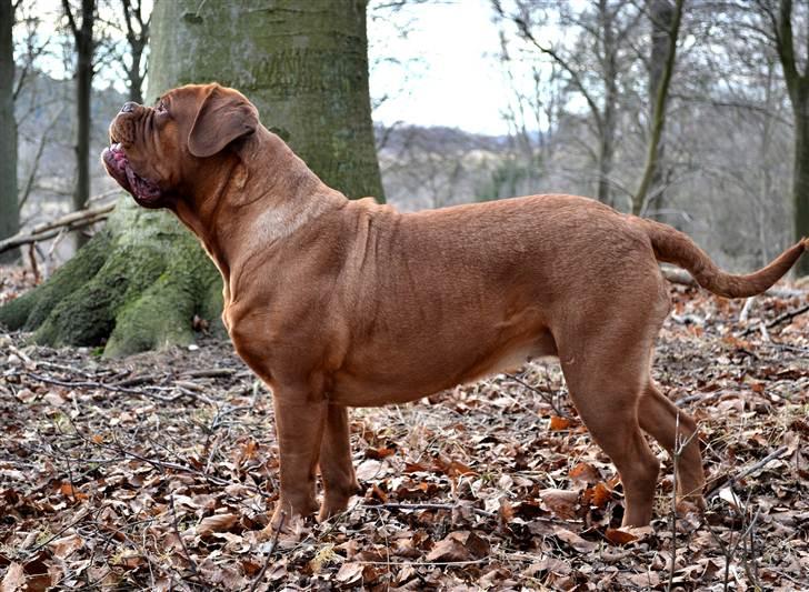 Dogue de bordeaux Ebony - Ebony ca.21mdr. billede 12