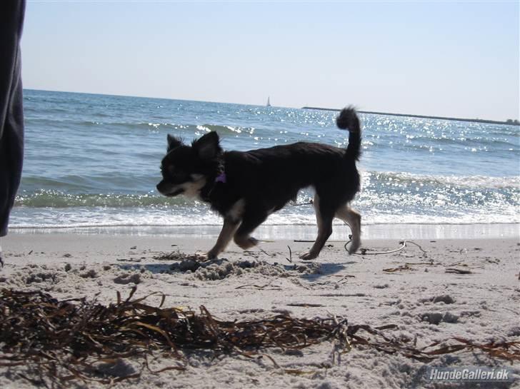 Chihuahua Mille billede 12