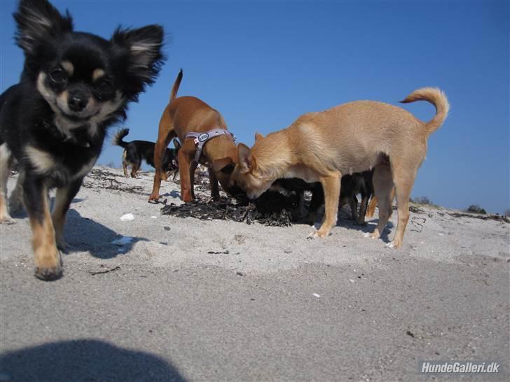 Chihuahua Mille billede 13