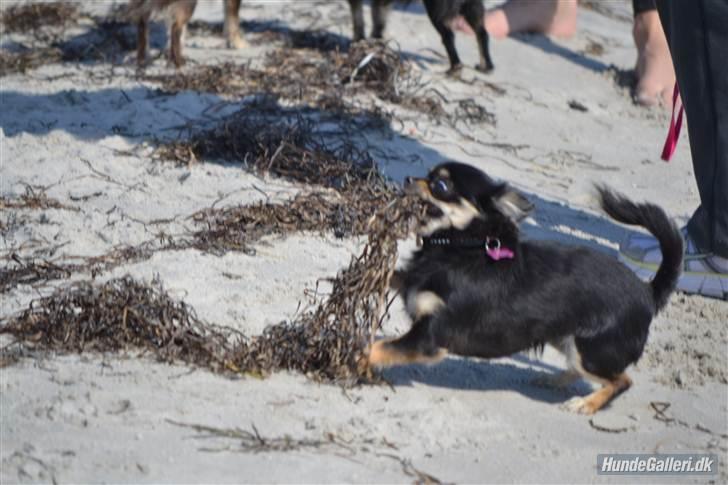 Chihuahua Mille billede 14