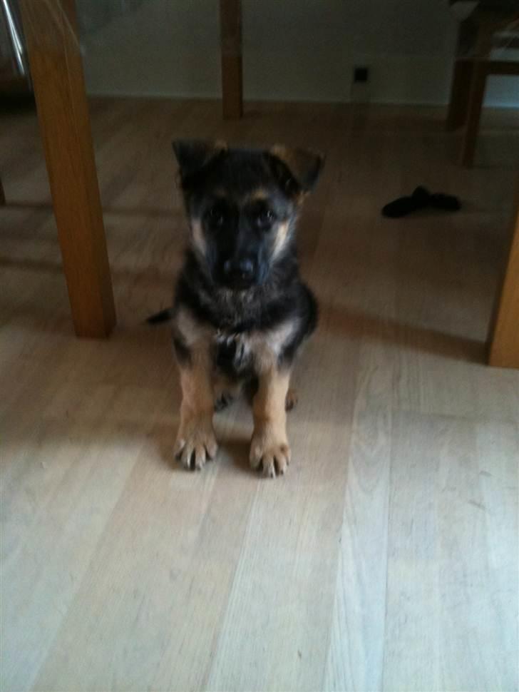 Schæferhund Kento billede 2