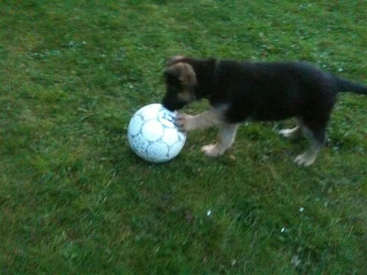 Schæferhund Kento billede 3