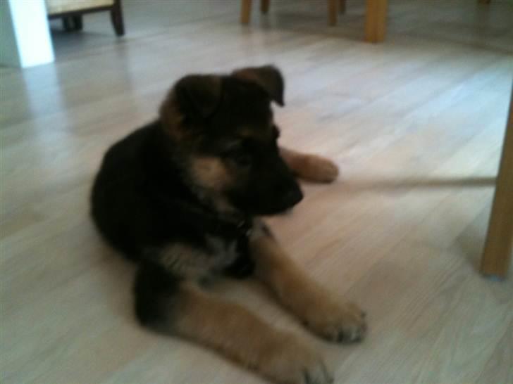 Schæferhund Kento billede 4