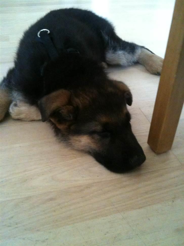 Schæferhund Kento billede 5