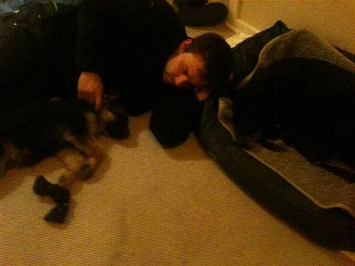 Schæferhund Kento billede 6