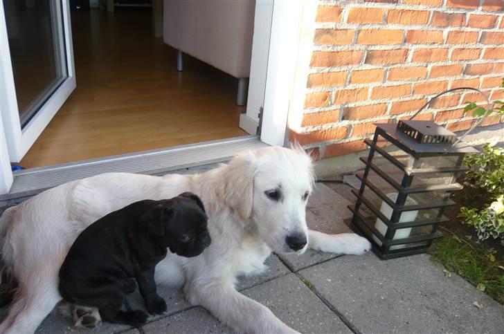 Fransk bulldog Carlos - Carlos og Theodore. billede 7