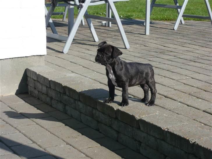 Fransk bulldog Carlos billede 8