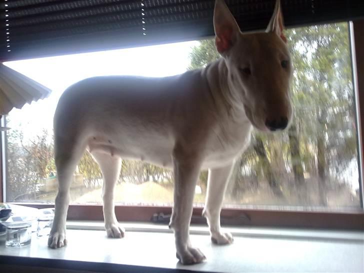 Bullterrier Bella - Her sover jeg min middagslur i solen :o) billede 9