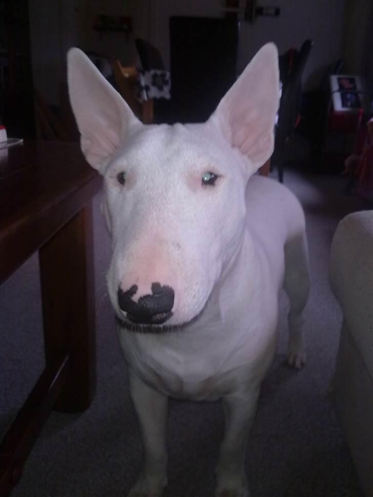 Bullterrier Bella billede 10